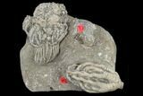 Two Fossil Crinoids (Onychocrinus And Platycrinites) - Indiana #114380-1